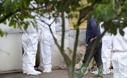 (제주=연합뉴스) 김호천 기자 = 6일 오후 제주시 오라2동의 한 양계장에서 흰색 방역복을 입은 공무원들이 700여 마리의 닭들을 모두 잡아 포대에 넣고 밖으로 꺼내자 망연자실한 표정의 주인이 걸음을 옮기고 있다. 2017.6.6      khc@yna.co.kr
