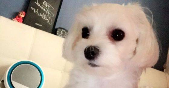 보호 목적에 맡겼다가 병원측 실수로 안락사된 4살 말티즈 '별이' [사진 A씨 인스타그램]