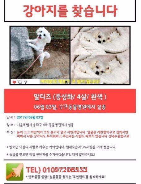 보호 목적에 맡겼다가 병원측 실수로 안락사된 4살 말티즈 '별이' [사진 A씨 인스타그램]