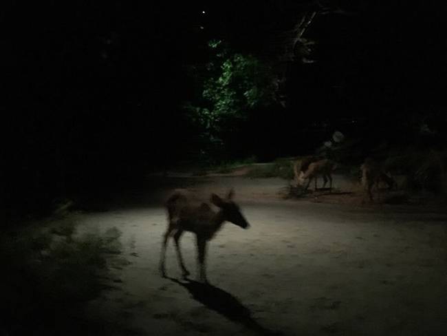 정말 가까이 있는 밤비