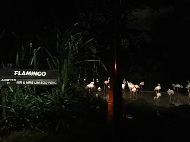 나이트사파리의 플라밍고 친구들