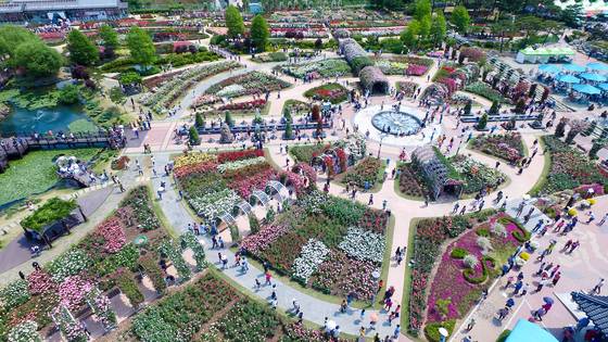 전남 곡성의 섬진강기차마을에 조성된 장미정원 전경. 4만㎡의 정원에서 1004가지 품종의 장미 수천만송이를 감상할 수 있다. 프리랜서 장정필