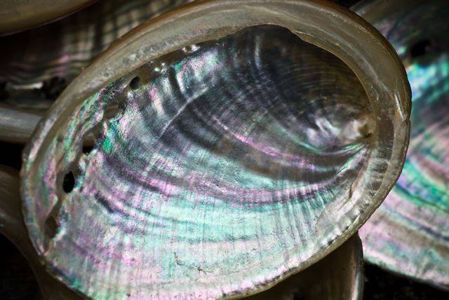 전복 껍데기. 게티이미지뱅크