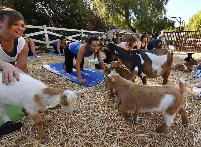 미국 캘리포니아 주 사우전드오크스에 있는 라벤더 우드 농장(Lavender wood Farm)의 ‘염소 요가’수업 장면.[AFP=연합뉴스]