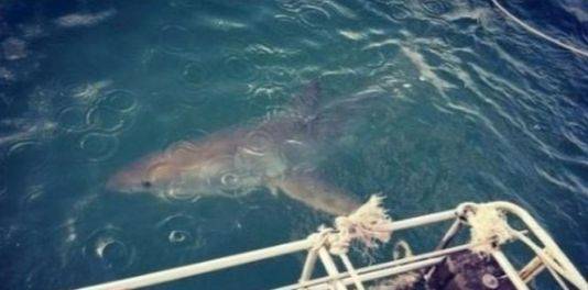 백상아리와 대결을 앞두고 특수 제작된 철창 안에서 훈련을 하는 펠프스. [사진 펠프스 소셜미디어]