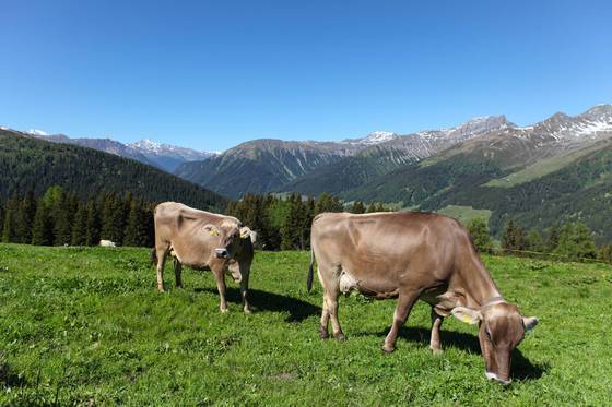 소들이 한가롭게 풀을 뜯는 모습. 클라바들러 목장 사람들은 6~9월에만 해발 2000m 산자락으로 소를 데려와 꼴을 먹인다. 겨울에는 스키 슬로프로 변신한다.