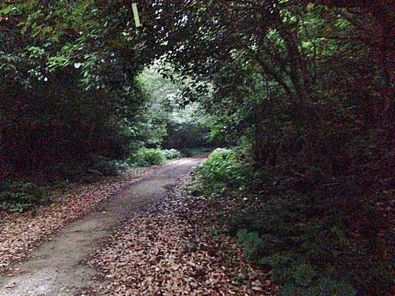 청수리 곶자왈은 한낮에도 어둑어둑할 만큼 숲이 우거진 곳이다. 축축한 낙엽이 깔려 있어 반딧불이의 먹이가 되는 달팽이가 서식하기 좋은 환경이다. 양보라 기자