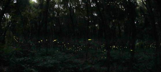 카메라에 반딧불이 궤적이 담겼다. 30초 동안 노출해서 촬영한 사진이다. 강정현 기자