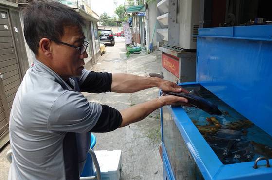 새벽 노량진수산시장에 가서 사놓은 활어를 오후 1시쯤 수조차가 배달해주고 있다. 차가 들어오지 못하는 골목이어서 물고기를 물통에 담아 손수레로 옮겨서 횟집 수조에 넣고 있다.