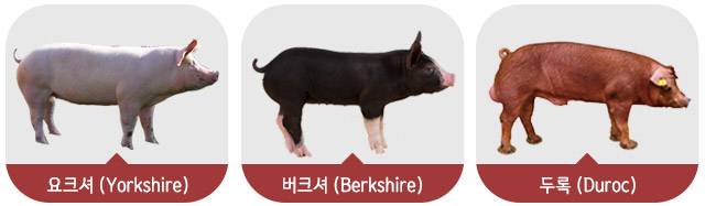 /조선DB, 버크셔K공식사이트, 한돈 홈페이지