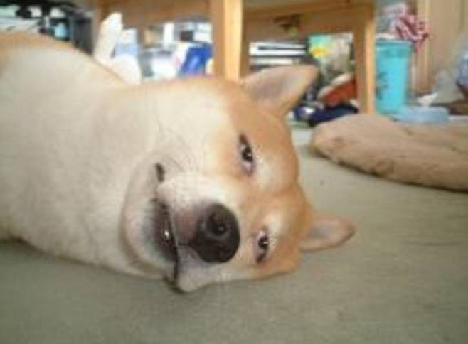 개 귀차나/사진=인터넷커뮤니티