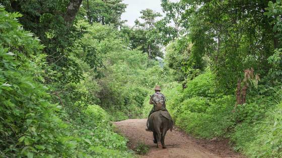 마을 주민의 중요한 교통수단인 물소.
