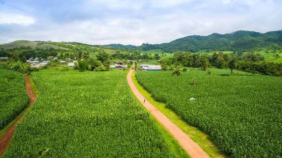 끝없이 펼쳐진 옥수수밭.