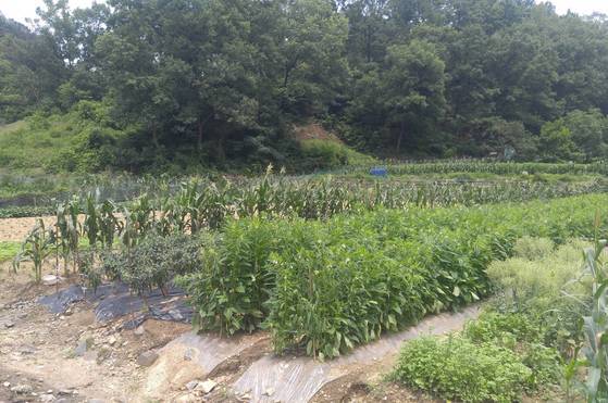 옥천읍 옥각리에 있는 석이원 주인 부부의 살림집 아래 밭에는 여러 가지 농작물이 자라고 있다. 식당에서 쓰는 채소와 양념류 60%는 이 밭에서 나온다. [사진 석이원]