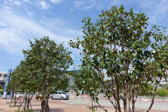 여수엑스포역 앞 바다에 보이는 섬이 동백으로 유명한 오동도다. 역 광장에 많이 심어놓은 동백나무에 열매가 과일처럼 달려있다. 중부지방에서는 볼 수 없는 풍경이다.