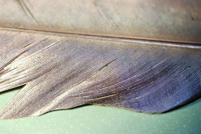 까마귀의 날개를 확대한 모습. 까만 날개를 둘러싼 얇은 막이 빛에 반사돼 각도에 따라 보라색, 파란색 등을 띤다. 국립생태원 제공