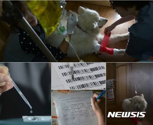 【남양주=뉴시스】조수정 기자 = 구조돼 해외로 입양을 가는 사모예드 품종의 중대형견. 오랜 유기로 인한 건강 악화로 검사와 치료를 받고 몸에는 추적 관리를 위한 마이크로칩을 이식하고 관리 번호를 부여받았다. 건강상태를 확인하고 접종을 마친 수의사 강희숙 씨가 해외 출국을 위해서 검역소에 제출할 광견병 등 접종 확인서와 영문 건강확인서등을 작성하고 있다.      chocrystal@newsis.com