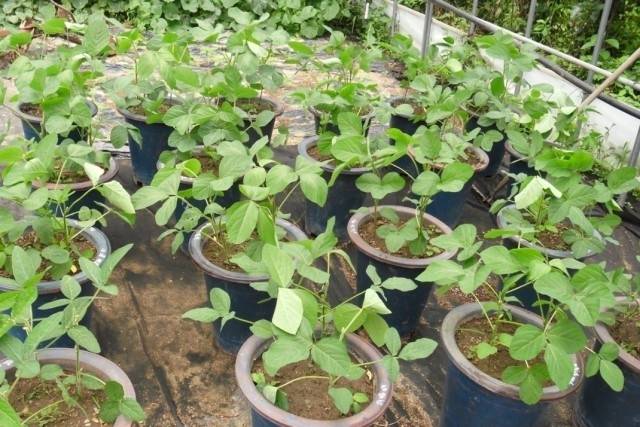 ▲ 화분에 심은 콩들. 가짓수가 많아 씨앗을 받으려고 화분에도 키운다. ⓒ이영동