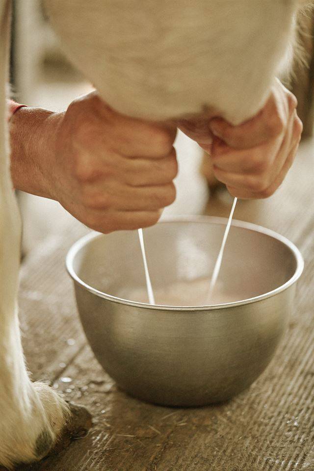 방송과 달리 목장에서는 착유기로 염소젖을 짜지만 마무리는 항상 사람 손이 한다.