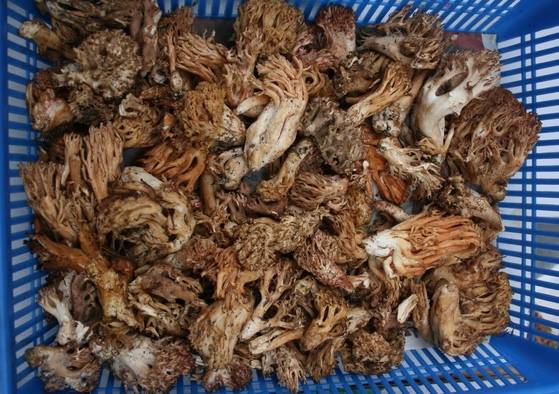 2010년 9월 25일 풍기역전 시장에 나온 잡싸리버섯.