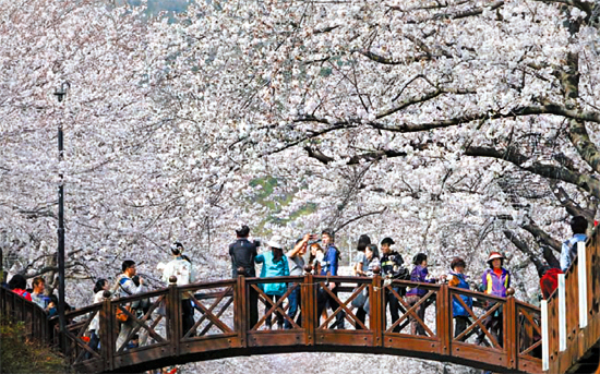 군항제 동안 가장 많은 사람이 찾는 여좌천 벚꽃터널.