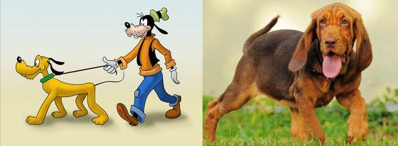 애니메이션 '미키마우스'의 구피와 플루토의 모델견 블러드 하운드.(사진출처 구글)© News1