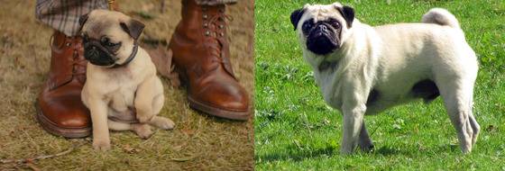 '킹스맨:시크릿 에이전트' 주인공 에그시의 반려견 JB와 모델견 퍼그.© News1