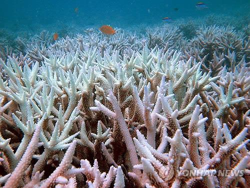 세계 최대 산호초 지역인 호주 그레이트 배리어 리프 내 케펠 섬의 산호초. 지구온난화와 기후변화로 인해 산호초가 사라질 것이란 우려가 꾸준히 제기되고 있다. (AP=연합뉴스 자료사진)