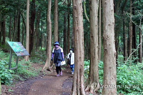 (제주=연합뉴스) 김호천 기자 = 제주 숯모르편백숲길의 편백나무 숲을 걷는 탐방객들. 2015.9.5     khc@yna.co.kr