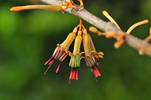 참나무겨우살이의 꽃