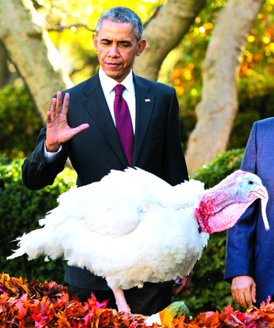 버락 오바마 미국 대통령이 25일(현지시간) 워싱턴DC 백악관에서 칠면조를 풀어주고 있다. AP연합뉴스