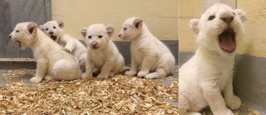 ■ 생후 6주차: 6주가 지나면서 몸무게는 6kg 정도가 됐다. 공놀이를 시작했다.