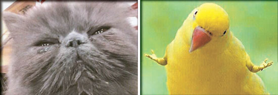 눈에 눈물이 잔뜩 고인 고양이(左), ‘어쩌라고?’ 묻는 듯한 포즈의 새(右).