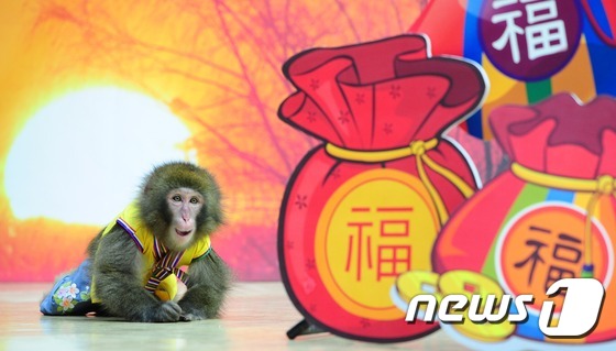 전북 부안군 원숭이학교에서 한 원숭이가 큰절을 하고 있다.. 2015.12.31/뉴스1 © News1 김대웅 기자