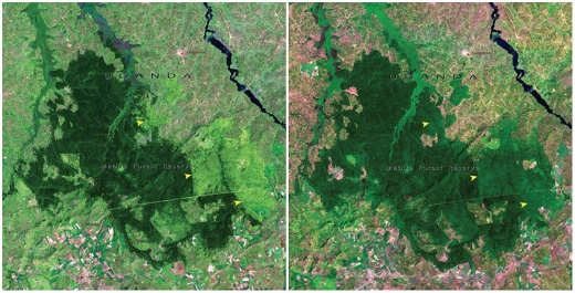 10. 마비라 숲(우간다). 2001년 11월 - 2006년 1월