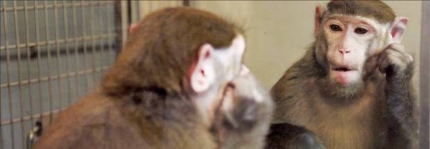 중국 연구진은 지난해 1월 국제학술지에 원숭이에게 거울을 보여주는 훈련을 통해 자아를 인식하게 할 수 있다는 결과를 발표했다.