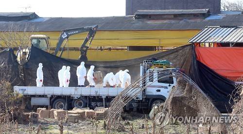 구제역 살처분 한창 (김제=연합뉴스) 백도인 기자 = 12일 구제역이 발생한 전북 김제시 용지면의 돼지농장에서 방역 관계자들이 트럭에서 방역물품을 내리고 있다. 검정색 천막으로 가려진 농장 안에서는 포크레인이 동원돼 살처분을 하고 있다. 2016.1.12 doin100@yna.co.kr