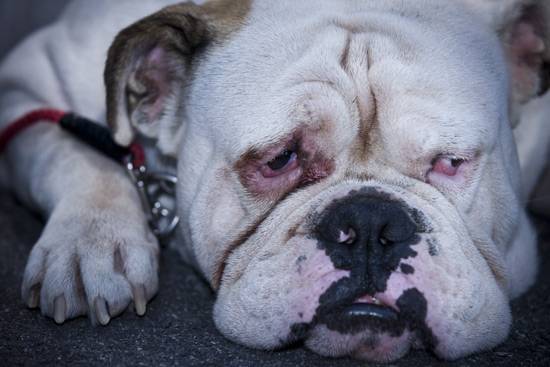 반려견이 당신을 사랑할 때 하는 행동 10가지