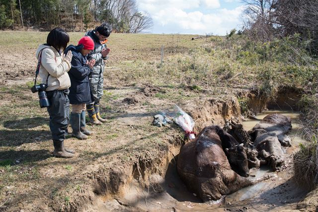후쿠시마 원전 사고 4주기를 맞은 지난해 3월, 오염지역 내 가축 살처분 과정에서 한 농가 주인이 현장을 찾아 희생된 소를 추모하고 있다. 피에르 엠마뉴엘 델레트헤 프리랜서 기자 pe deletree@gmail.com