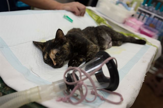 가와사키의 한 동물병원에서 후쿠시마에서 구조된 고양이가 중성화수술을 기다리고 있다. 피에르 엠마뉴엘 델레트헤 프리랜서 기자 pe.deletree@gmail.com