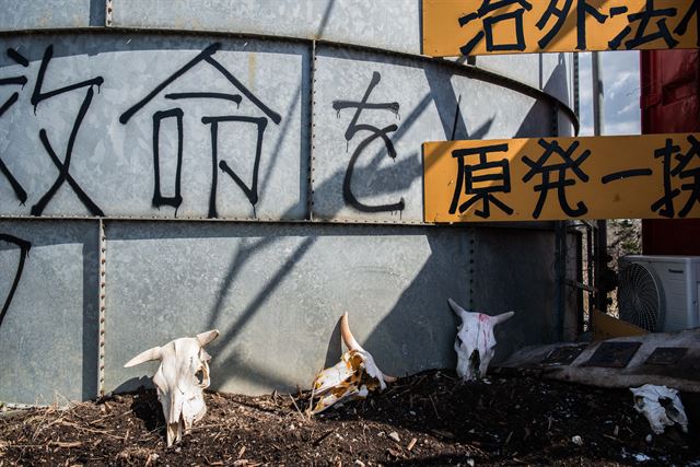 후쿠시마 한 농가에 오염지역 소들의 살처분을 반대하는 메시지와 함께 원전 사고로 목숨을 잃은 소들의 두개골이 놓여 있다. 일본 정부는 지난해 초까지 약 1,800마리의 소들을 살처분했다. 피에르 엠마뉴엘 델레트헤 프리랜서 기자 pe deletree@gmail.com
