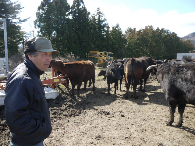 요시자와 마사미(62) ‘희망의 목장, 후쿠시마’ 대표가 자신이 돌보고 있는 소들을 둘러보고 있다. 그는 3·11 참사가 터진 직후 자신이 포기하면 굶어죽거나 살처분될 소들을 돌보겠다고 결심한 뒤 지난 5년 동안 모금 활동 등을 통해 농장을 운영해왔다.