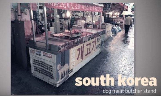 미국동물구호단체 ARME가 제작한 치치 관련 영상, 치치와 관련없는 '한국의 식용견시장'을 영상에 삽입했다