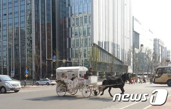 여의도 벚꽃축제에 맞춰 서울 영등포구 국회대로 부근에서 꽃마차가 운행되고 있다.(사진 동물자유연대 제공)© News1