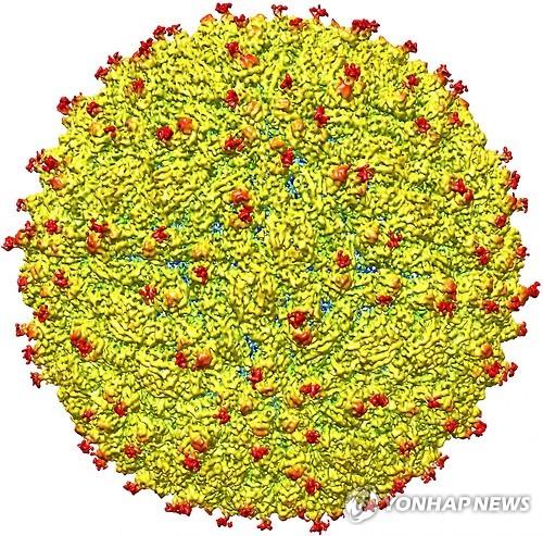 미국 퍼듀대와 국립보건원(NIH) 산하 국립알레르기전염병연구소(NIAID) 공동연구팀이 지카바이러스의 구조를 세계 최초로 규명, 전자현미경으로 얻은 이미지를 바탕으로 지카바이러스의 구조를 표현한 그림.(2016.4.1 퍼듀대 제공)