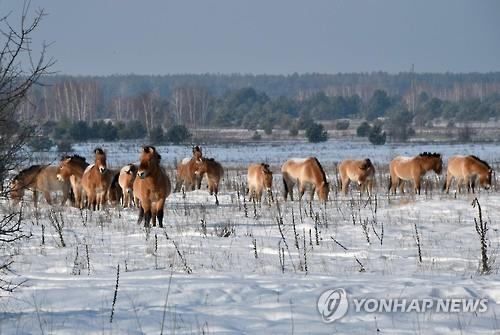 체르노빌 통제구역에 서식하는 야생마들 [AFP=연합뉴스]