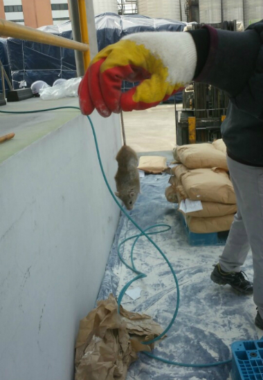 썩은 밀가루 안에서 발견된 쥐 (사진=제보자 제공)