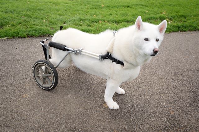 뒷다리를 쓰지 못하는 반려동물에게는 휠체어를 제작해 줄 수 있다. 게티이미지뱅크