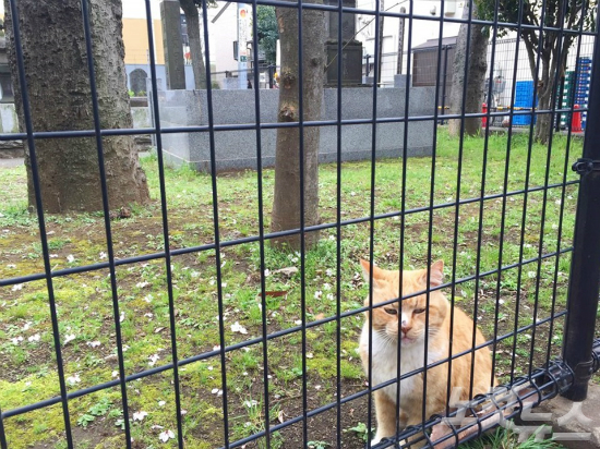 닛포리역에서 야나카 긴자로 가는 길에 있는 공동묘지에서 만난 길 고양이. (사진=윤슬빈 기자)