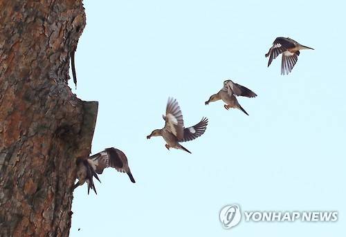 쉴 틈없는 붉은부리찌르레기 (강릉=연합뉴스) 유형재 기자 = 2일 강원 강릉시 도심 공원 소나무에 둥지를 튼 희귀철새 붉은부리찌르레기가 새끼에게 먹이를 물어 나르느라 바쁘다. 2016.6.2 yoo21@yna.co.kr